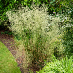 Rasen-Schmiele - Deschampsia cespitosa - Willemse