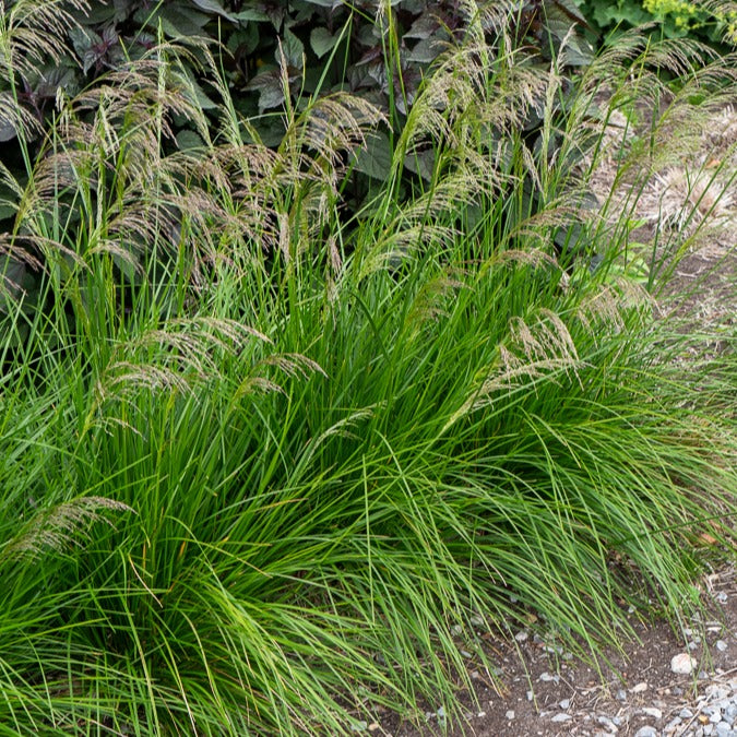 Verkauf Schmiele 'Goldtau' - Deschampsia cespitosa goldtau