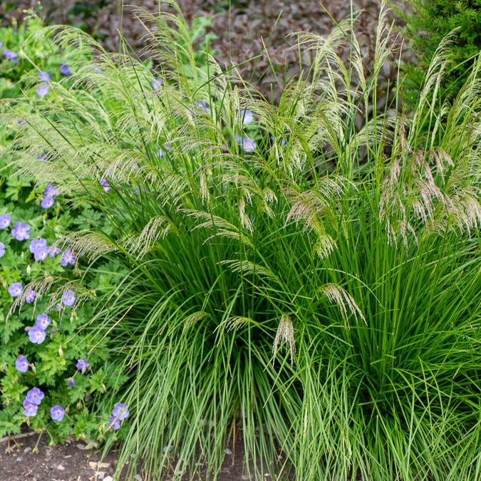 Schmiele 'Goldtau' - Willemse