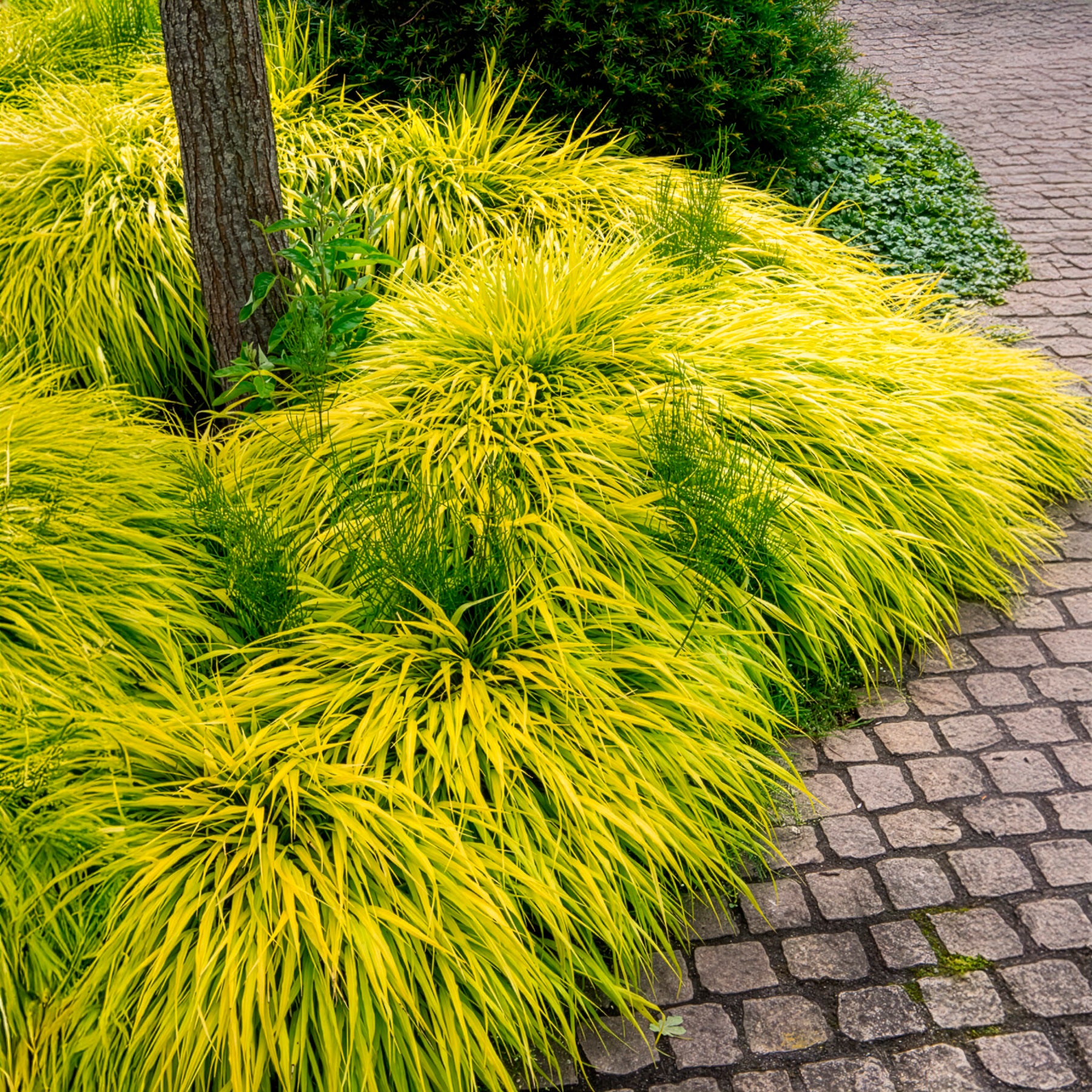 Japanisches Goldberggras All Gold - Hakonechloa macra all gold - Willemse