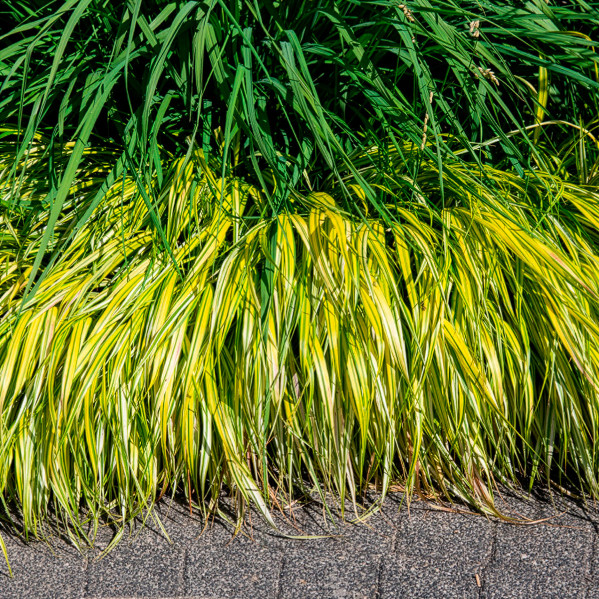 Japangras Aureola - Hakonechloa macra aureola - Willemse
