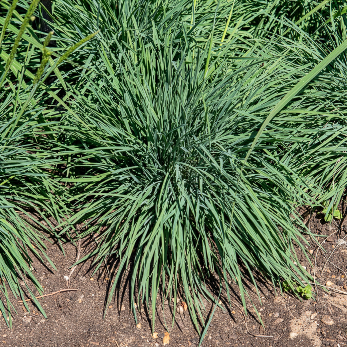 Blaues Schillergras - Koeleria glauca - Willemse