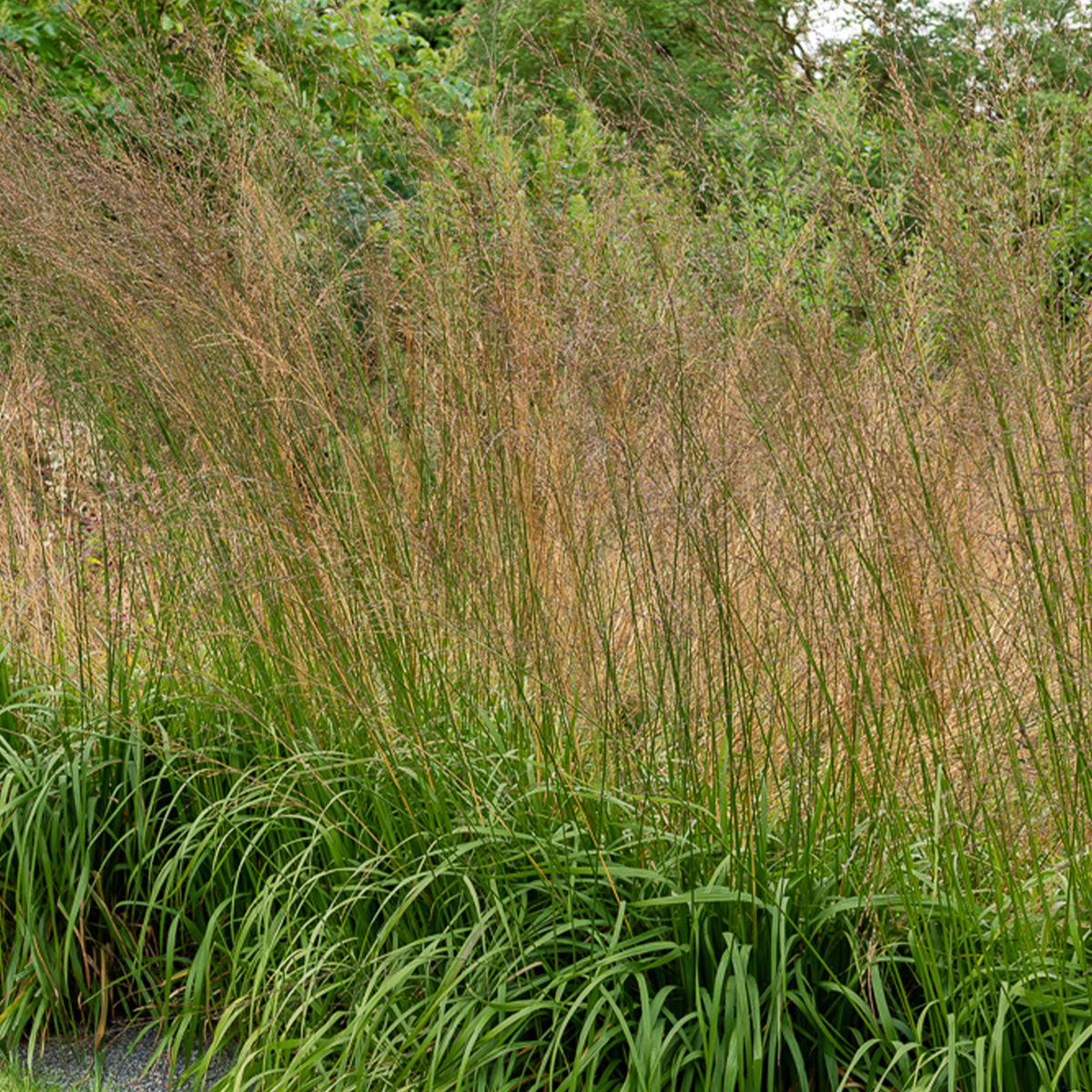 Hohes Pfeifengras ‘Karl Foerster’ - Willemse
