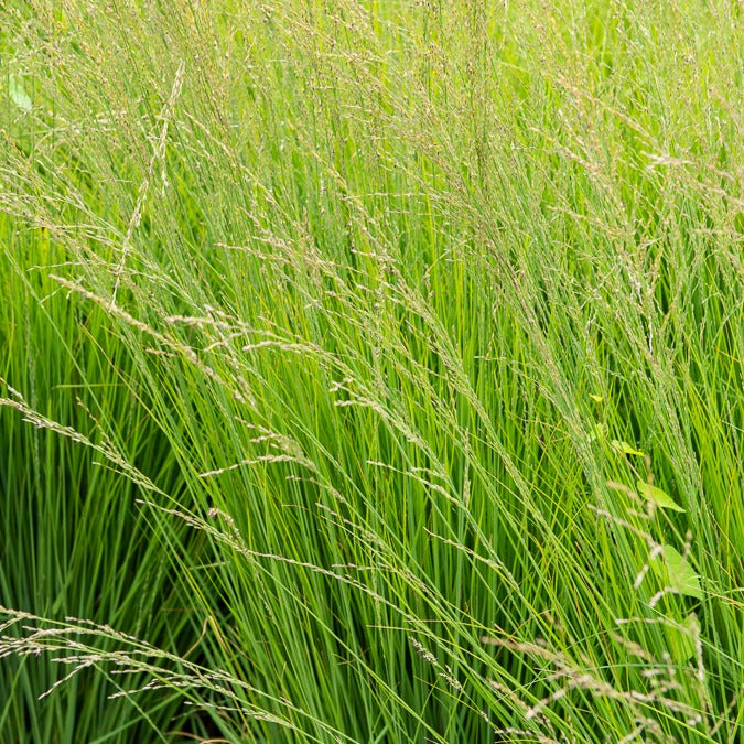 Molinia caerulea heidebraut - Blaues Pfeifengras Heidebraut - Pfeifengras