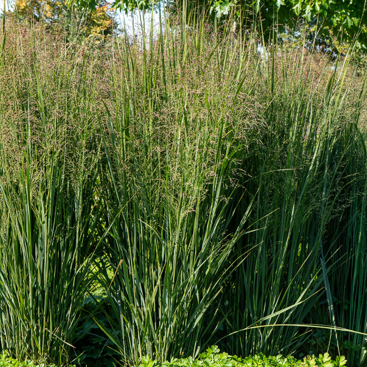 Rutenhirse ‘Prairie Sky’ - Willemse
