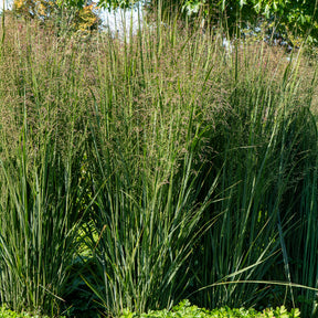 Rutenhirse ‘Prairie Sky’ - Willemse