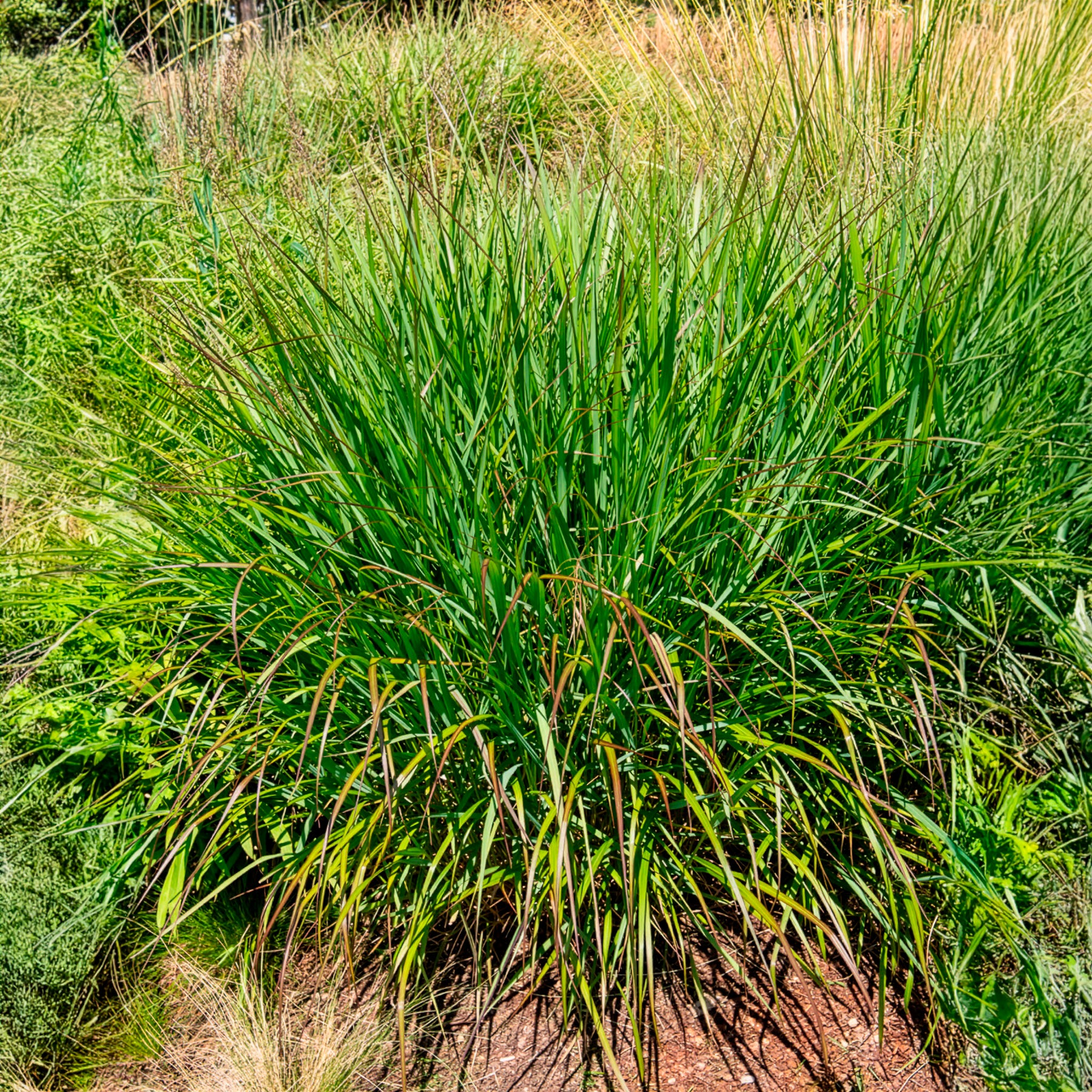 Panicum virgatum Squaw - Rutenhirse Squaw - Rispenhirse