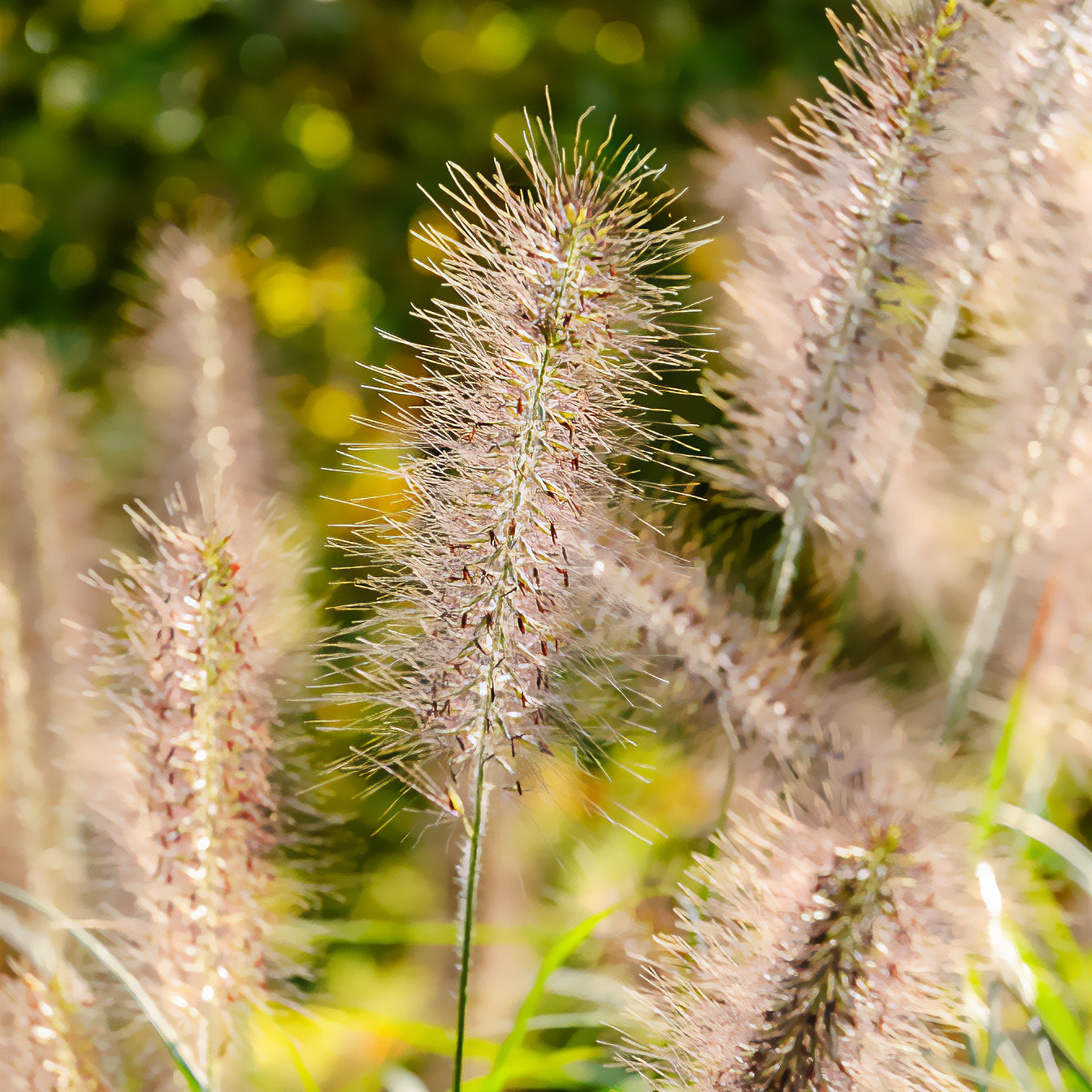 Federborstengras 'Moudry' - Pennisetum alopecuroides moudry - Willemse