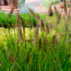 Pennisetum - Federborstengras 'Moudry' - Pennisetum alopecuroides moudry