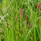 Pennisetum - Lampenputzergras Red Button - Pennisetum thunbergii Red Buttons