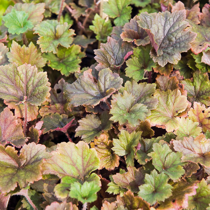 Fransenblume ‘Rubra’ - Tellima grandiflora Rubra - Willemse