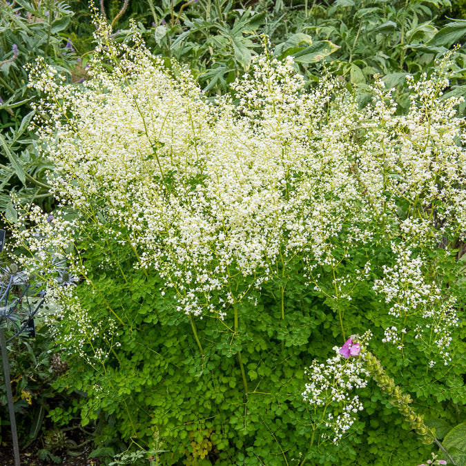 Wiesenraute ‘Album’ - Willemse