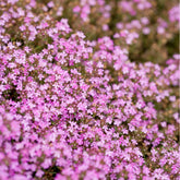 Thymian Coccineus - Thymus praecox coccineus - Willemse