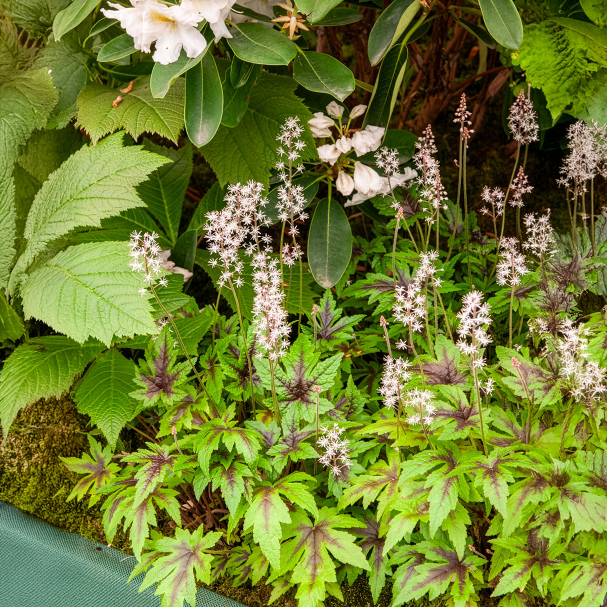 Zipfelblättrige Schaumblüte Sugar and Spice - Willemse