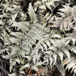 Gemalter Farn Burgundy Lace - Athyrium niponicum burgundy lace - Willemse