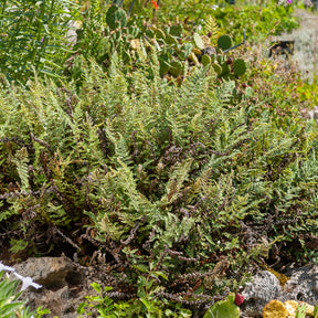 Haariger Pelzfarn - Cheilanthes lanosa - Willemse