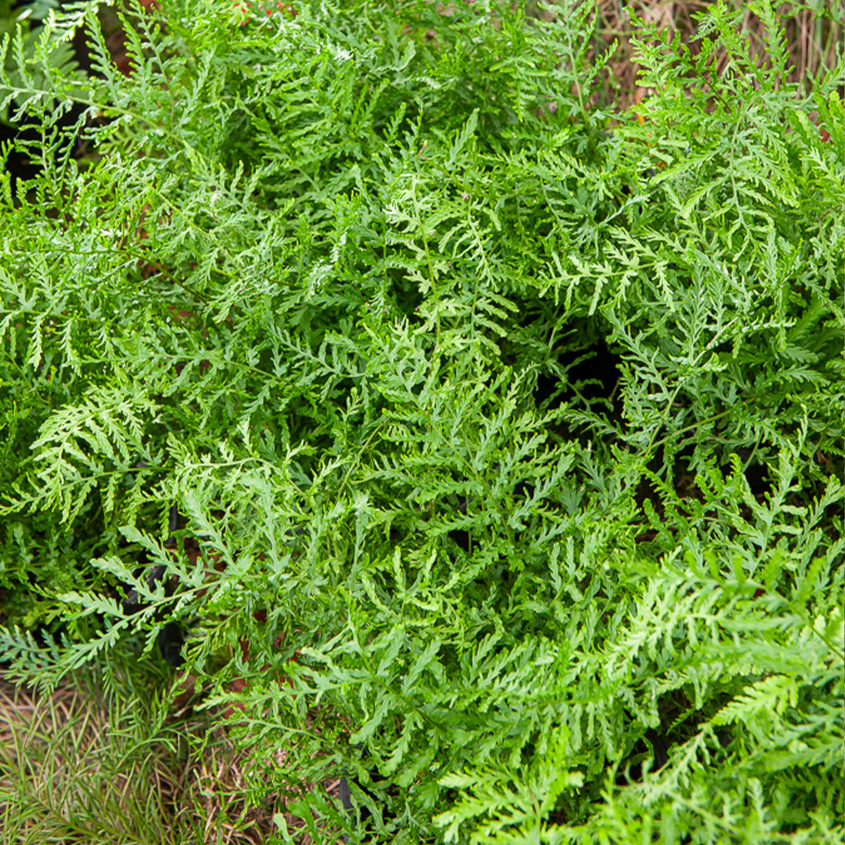 Männlicher Farn Linearis Polydactyla - Willemse