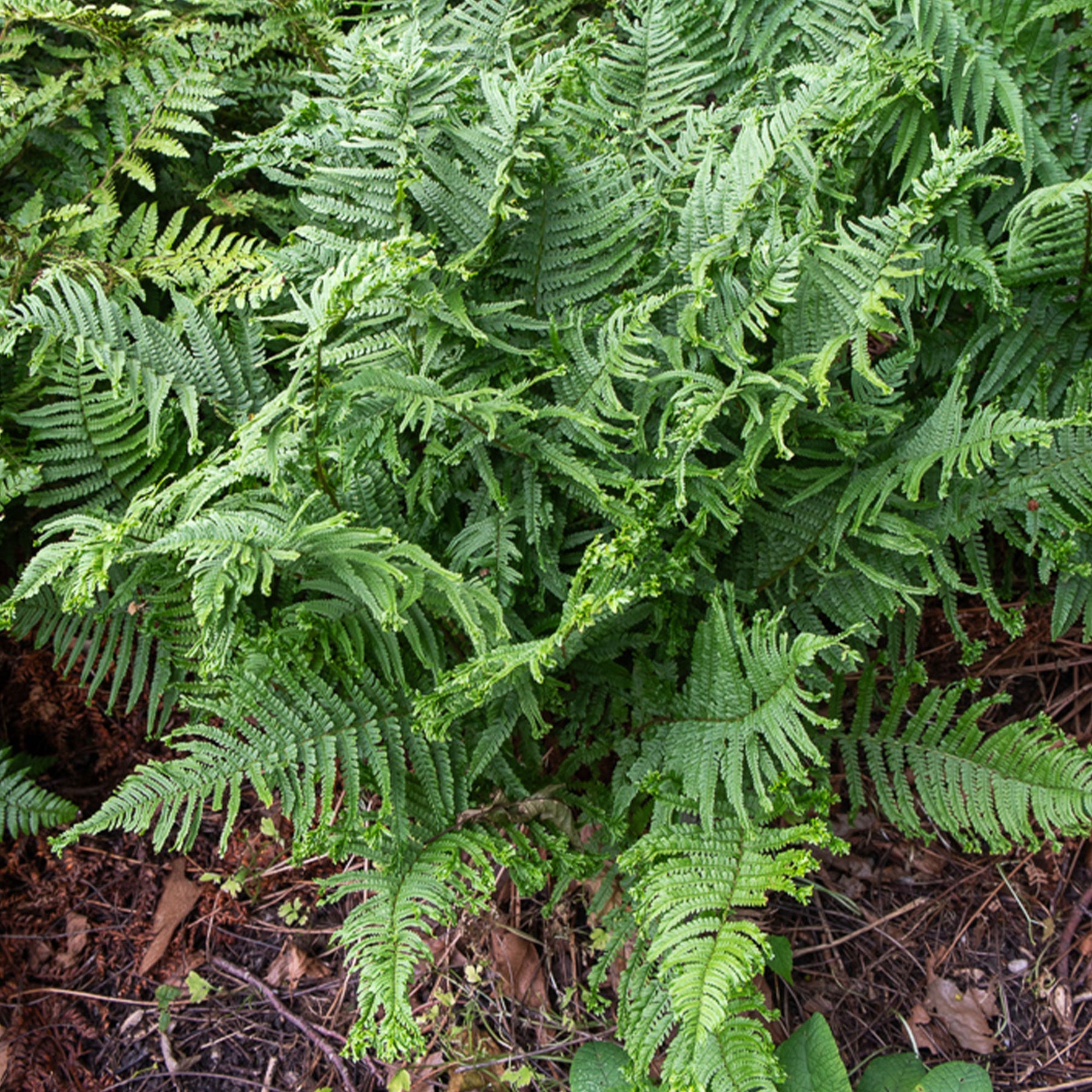 Wurmfarn ‘Cristata’ - Willemse