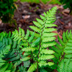 Farne - Steifer Schildfarn - Polystichum rigens