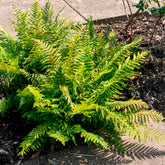 Grannen-Schildfarn - Polystichum setiferum - Willemse