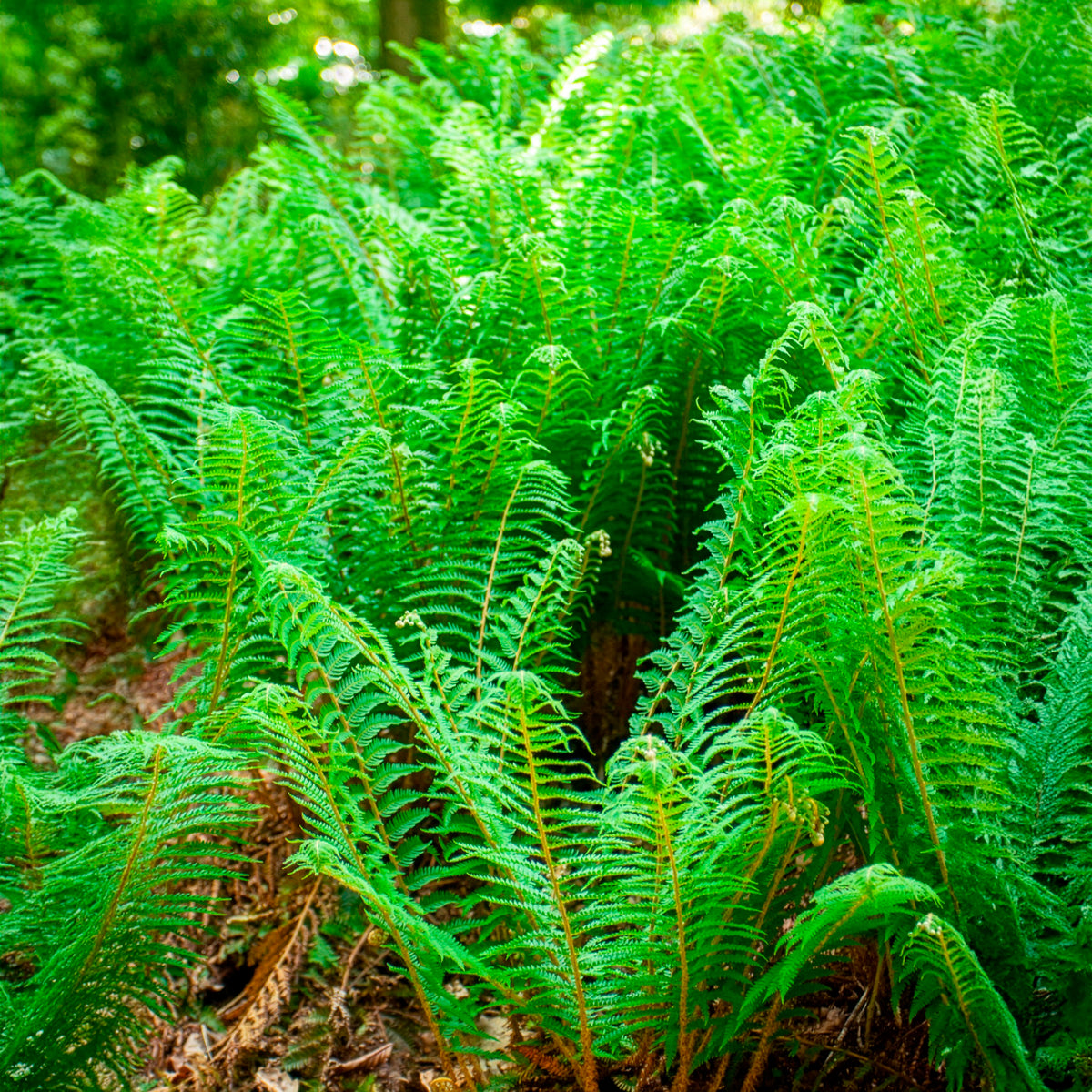 Schwertfarn ‘Dahlem’ - Polystichum setiferum Dahlem - Willemse