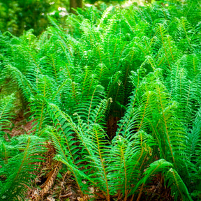 Schwertfarn ‘Dahlem’ - Polystichum setiferum Dahlem - Willemse