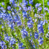 Veronica austriaca Royal Blue - Großer Ehrenpreis Royal Blue - Veronica