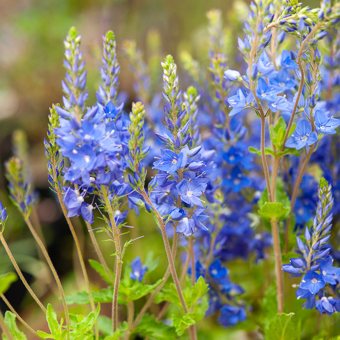 Großer Ehrenpreis Royal Blue - Veronica austriaca Royal Blue - Willemse