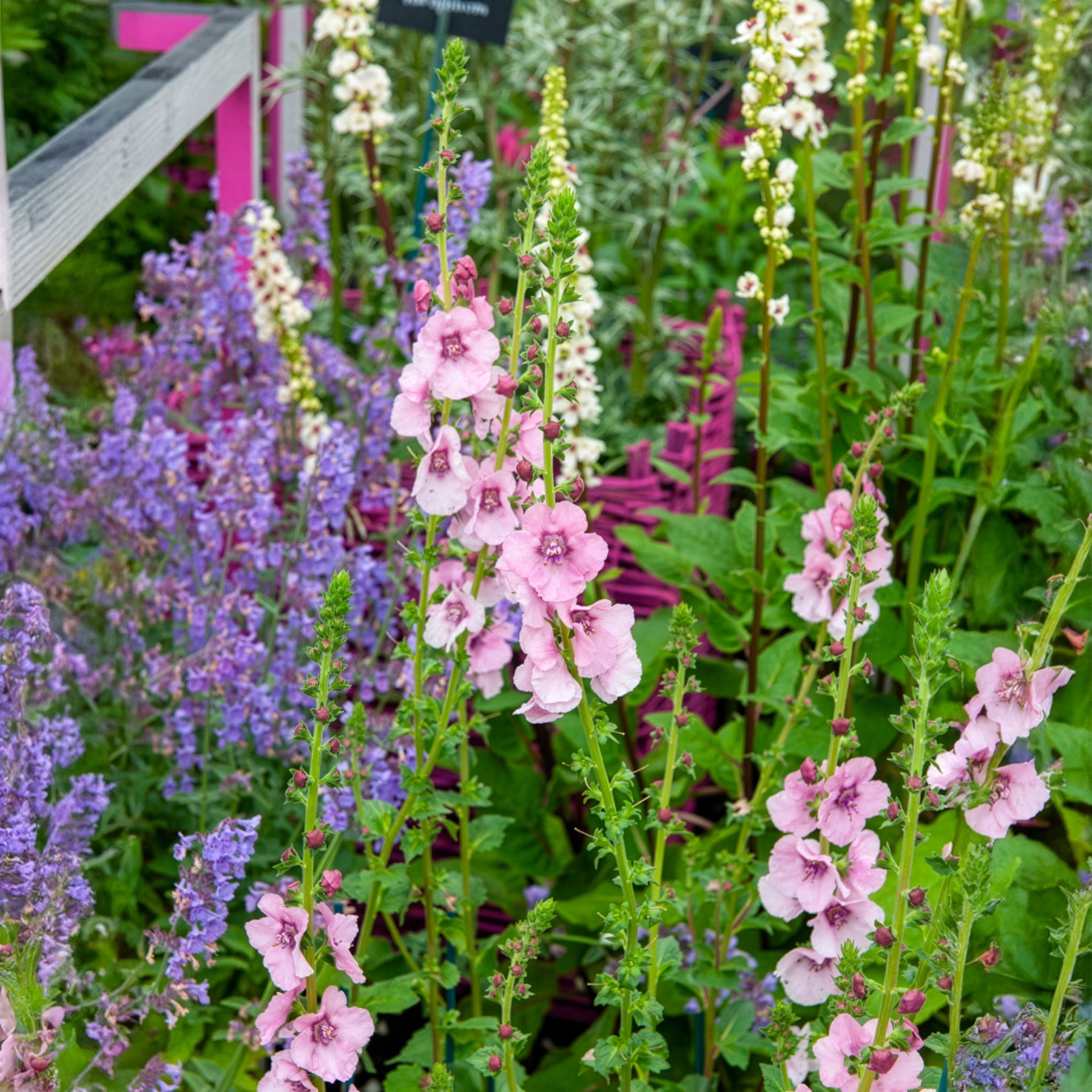 Königskerze Pink Domino - Willemse