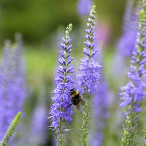 Veronica spicata - Ähriger Ehrenpreis - Veronica