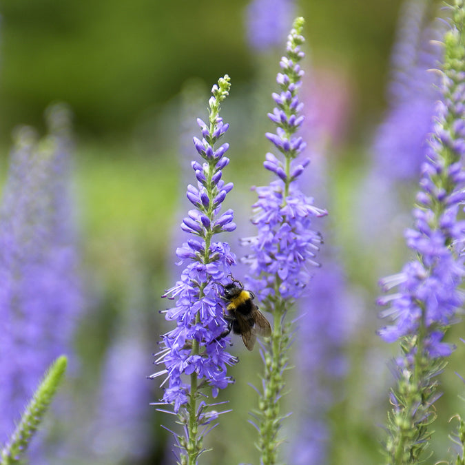 Veronica spicata - Ähriger Ehrenpreis - Veronica