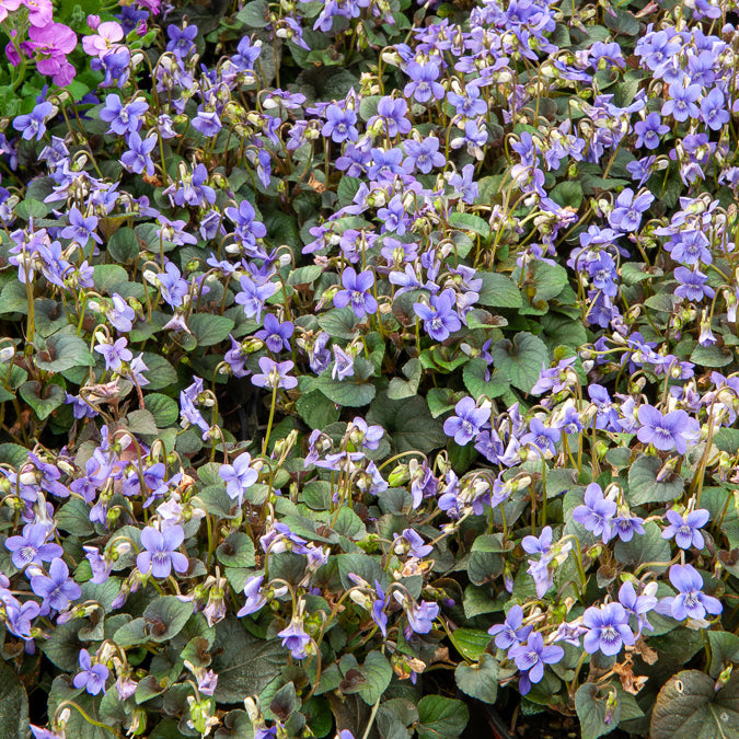 Labrador-Veilchen - Viola labradorica - Willemse