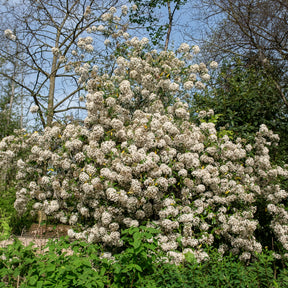 Verkauf Oster-Schneeball - Viburnum burkwoodii