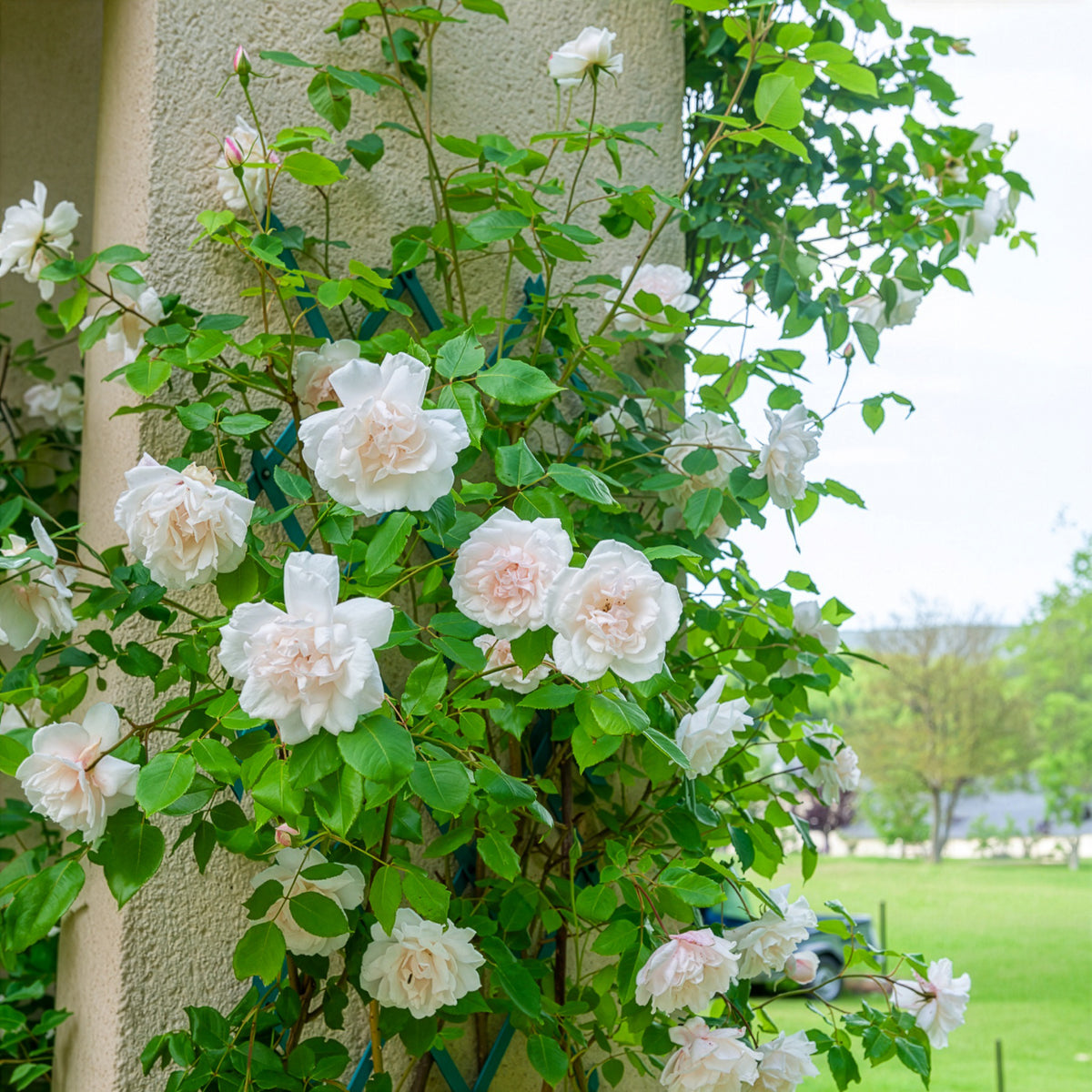 Kletterrose Madame Alfred Carrière - Rosa grimpant mme alfred carrière - Willemse