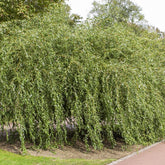 Korkenzieher-Weide ‘Tortuosa’ - Salix babylonica tortuosa - Willemse