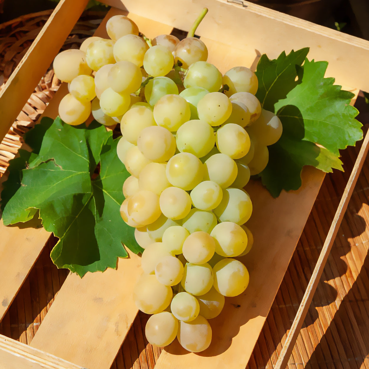 Italienische Weinrebe - Willemse