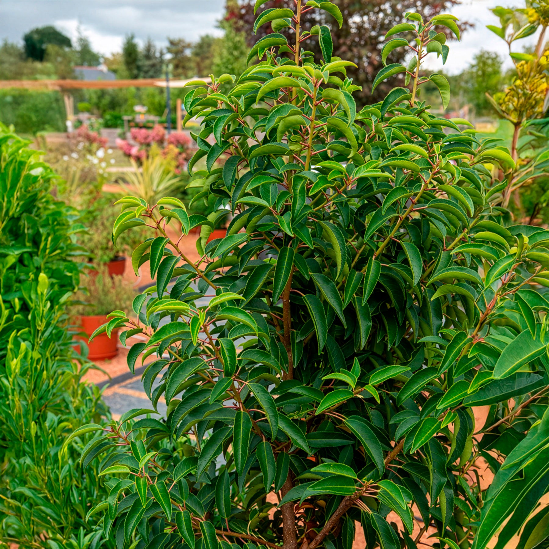 Portugiesischer Kirschlorbeer - Lorbeerbäume - Laurus Nobilis - Willemse