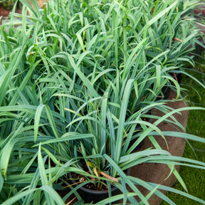 Segge ‘Bunny Blue’ - Carex laxiculmis Bunny Blue - Willemse