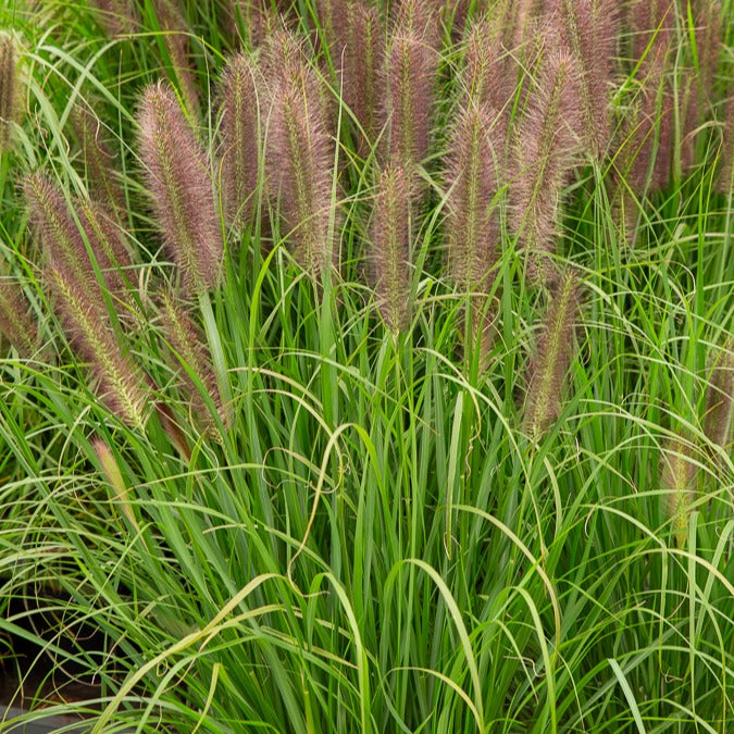 Federborstengras Japonicum - Pennisetum alopecuroides japonicum - Willemse