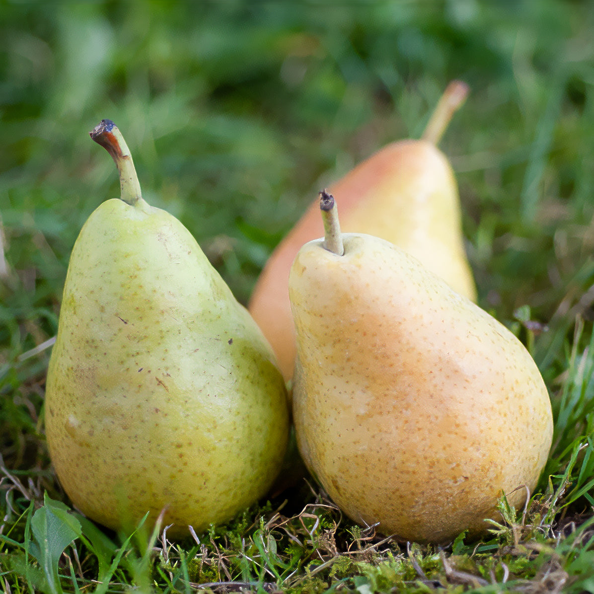 Birnbaum Dr. Jules Guyot - Pyrus communis dr. jules guyot - Willemse