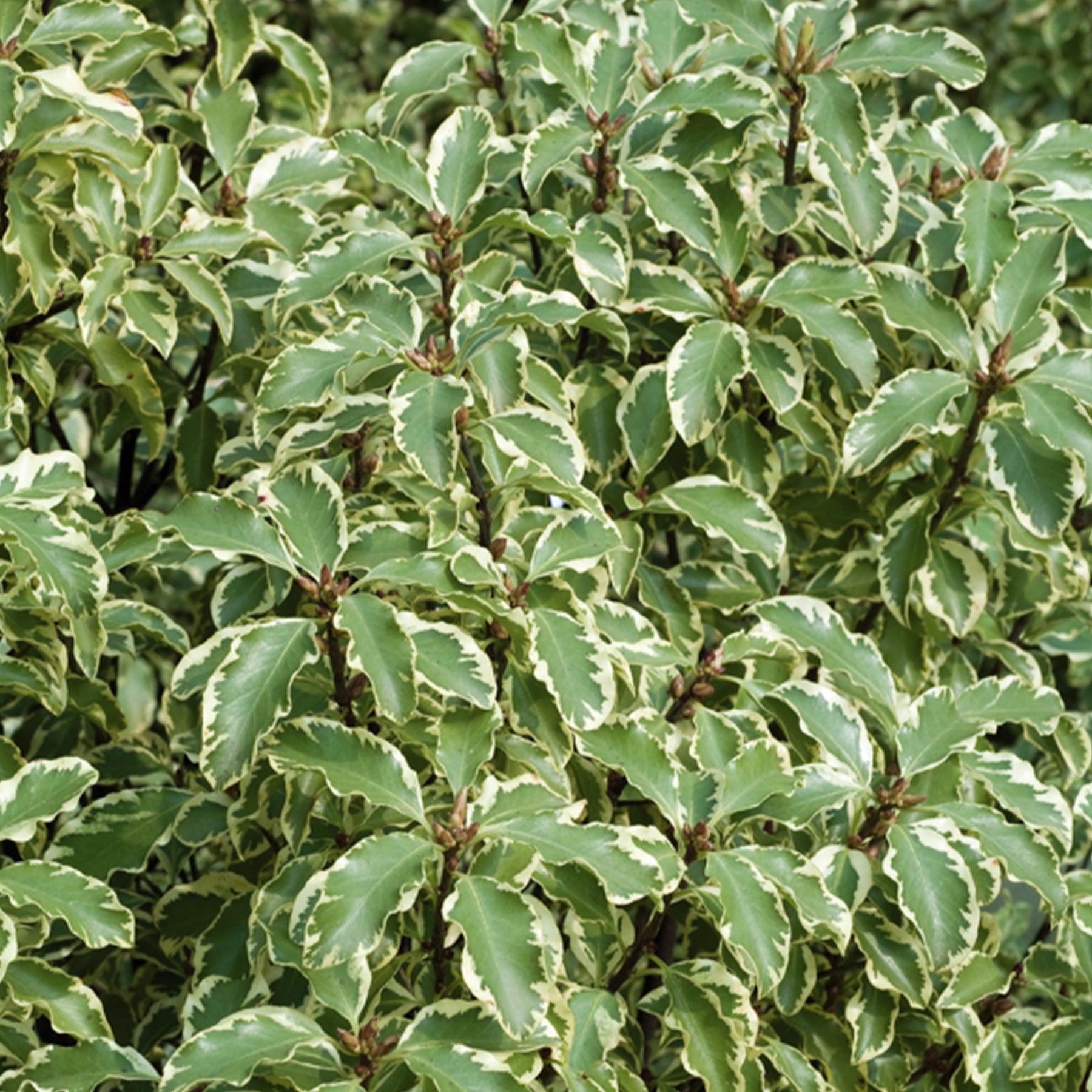 Pittosporum 'Variegatum' - Pittosporum tenuifolium Variegatum - Willemse