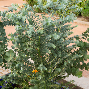 Eukalyptus Silver Dollar - Willemse