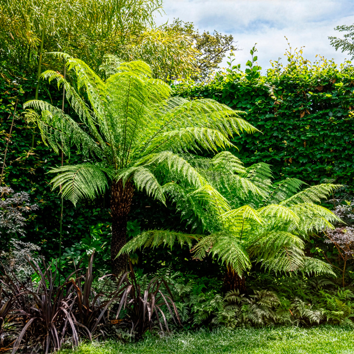 Tasmanischer Baumfarn - Dicksonia antarctica - Willemse