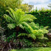 Tasmanischer Baumfarn - Dicksonia antarctica - Willemse