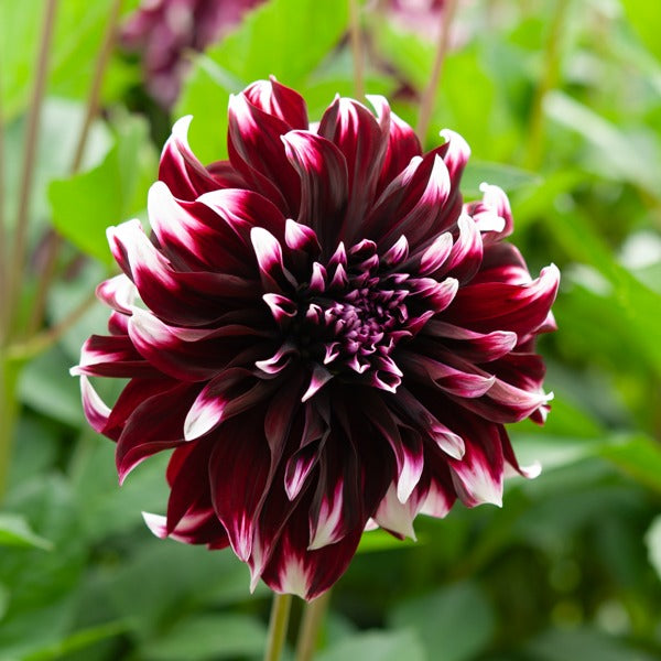 Dahlien-Zwiebeln - Große Dahlien Mischung (x5) - Dahlia 'Diva', 'Clair Obscure', 'Mistery Day', 'Seduction', 'Luka Johanna'