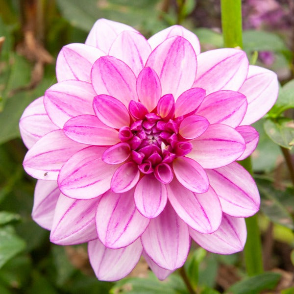 Verkauf Große Dahlien Mischung (x5) - Dahlia 'Diva', 'Clair Obscure', 'Mistery Day', 'Seduction', 'Luka Johanna'