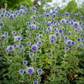 Ruthenische Kugeldistel - Echinops ritro - Willemse