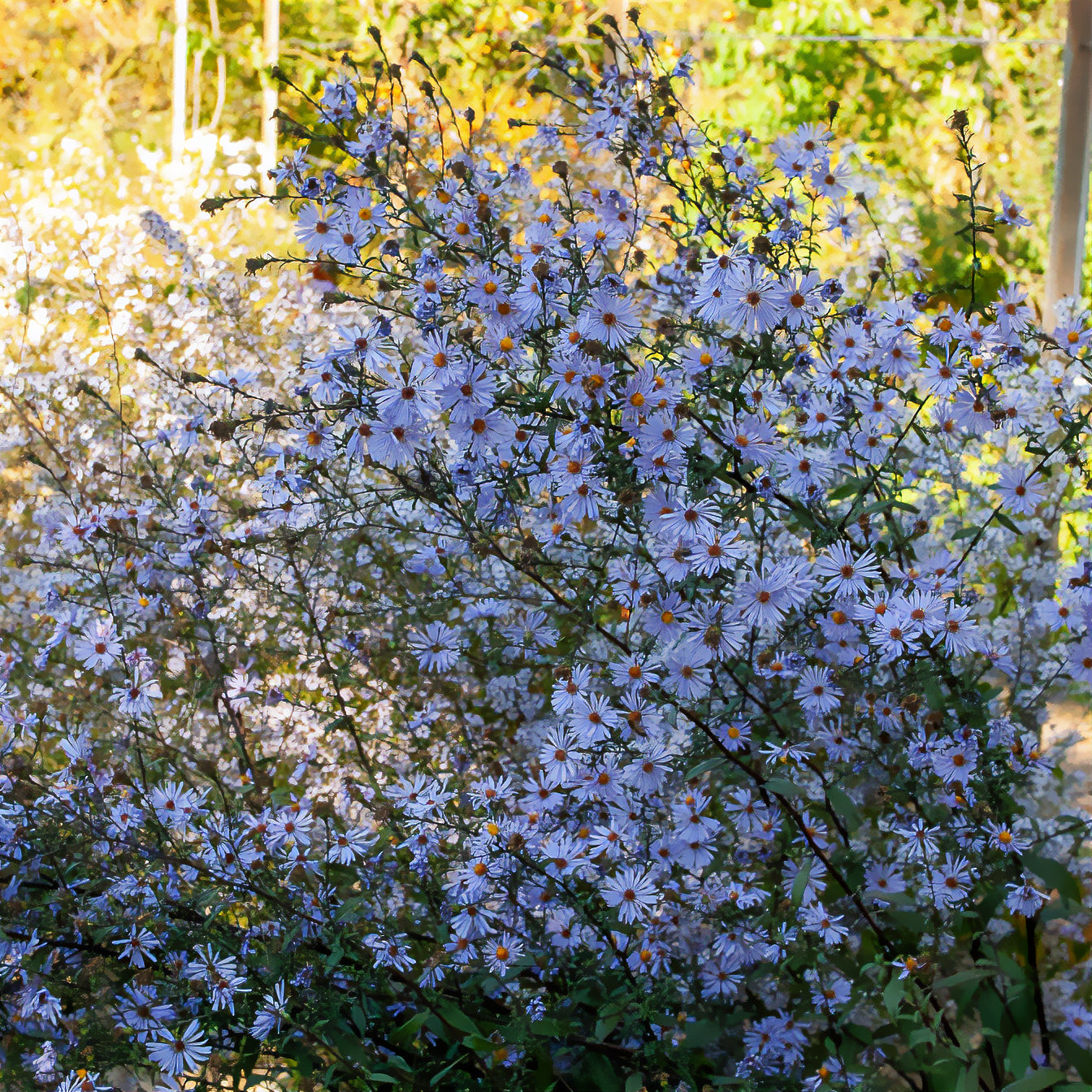 Glatte Aster 'Calliope' - Willemse