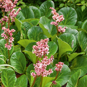Bergenie 'Bressingham Ruby' - Willemse