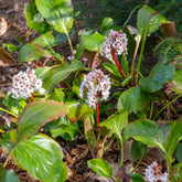 Bergenie ‘Silberlicht’ - Bergenia Silberlicht - Willemse